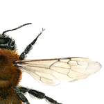 Andrena fulva